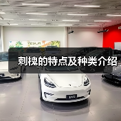 刺槐的特点及种类介绍(图2) 刺槐的特点及种类介绍(图2)
