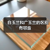 白玉兰和广玉兰的区别有哪些(图3)