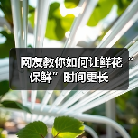 网友教你如何让鲜花“保鲜”时间更长(图4) 网友教你如何让鲜花“保鲜”时间更长(图4)