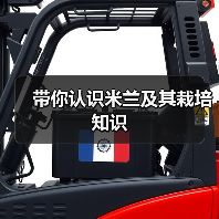 带你认识米兰及其栽培知识(图4)