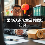 带你认识米兰及其栽培知识(图2)