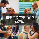 白玉兰和广玉兰的区别有哪些(图2)