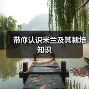 带你认识米兰及其栽培知识(图3)