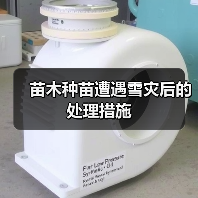 苗木种苗遭遇雪灾后的处理措施(图3)