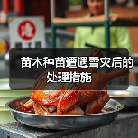 苗木种苗遭遇雪灾后的处理措施(图4)