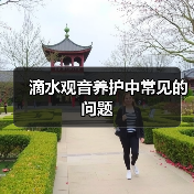 滴水观音养护中常见的问题(图2) 滴水观音养护中常见的问题(图2)