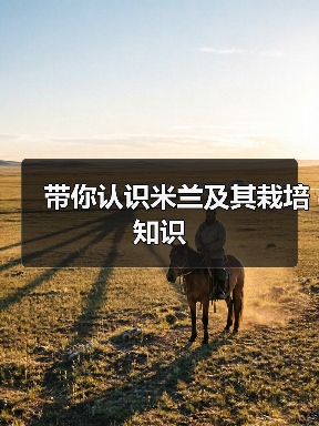 带你认识米兰及其栽培知识