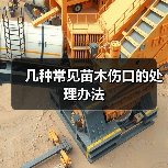 几种常见苗木伤口的处理办法(图3) 几种常见苗木伤口的处理办法(图3)