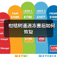 柑桔树遭遇冻害后如何恢复(图3)