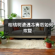 柑桔树遭遇冻害后如何恢复