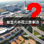 居室内养花注意事项(图2)