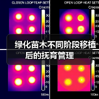 绿化苗木不同阶段移植后的抚育管理(图2)