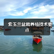 紫玉兰盆栽养殖技术要点