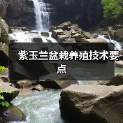 紫玉兰盆栽养殖技术要点(图3) 紫玉兰盆栽养殖技术要点(图3)