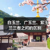 白玉兰、广玉兰、紫玉兰三者之间的区别(图1) 白玉兰、广玉兰、紫玉兰三者之间的区别(图1)