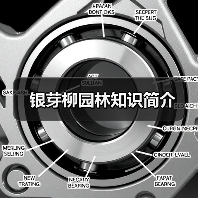 银芽柳园林知识简介(图2)