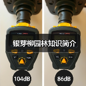 银芽柳园林知识简介(图3)