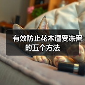 有效防止花木遭受冻害的五个方法(图4)