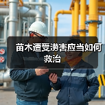苗木遭受涝害应当如何救治(图2) 苗木遭受涝害应当如何救治(图2)