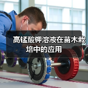 高锰酸钾溶液在苗木栽培中的应用