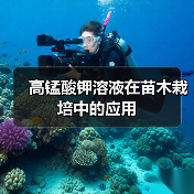 高锰酸钾溶液在苗木栽培中的应用(图4)