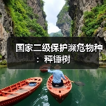 国家二级保护濒危物种：秤锤树(图2)
