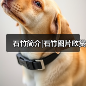 石竹简介|石竹图片欣赏(图2)