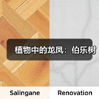 植物中的龙凤:伯乐树(图2) 植物中的龙凤:伯乐树(图2)