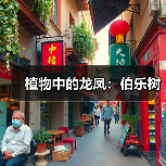 植物中的龙凤:伯乐树(图3) 植物中的龙凤:伯乐树(图3)
