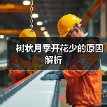树状月季开花少的原因解析