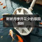 树状月季开花少的原因解析(图3)