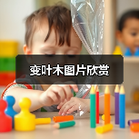 变叶木图片欣赏