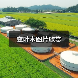 变叶木图片欣赏(图2)