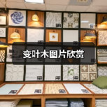 变叶木图片欣赏(图4)