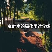 变叶木的绿化用途介绍(图4)
