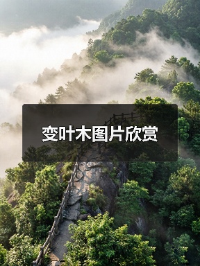 变叶木图片欣赏(图3)
