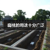 扁桃的用途十分广泛(图3) 扁桃的用途十分广泛(图3)