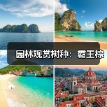 园林观赏树种:霸王棕(图3) 园林观赏树种:霸王棕(图3)