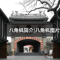 八角枫简介|八角枫图片(图1) 八角枫简介|八角枫图片(图1)
