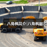 八角枫简介|八角枫图片(图2) 八角枫简介|八角枫图片(图2)