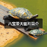 八宝景天图片简介(图1) 八宝景天图片简介(图1)