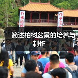 简述柏树盆景的培养与制作(图3)