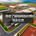 带你了解柏树的药用价值及功效(图3)