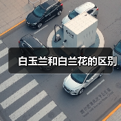 白玉兰和白兰花的区别