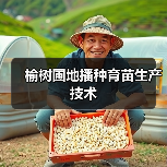榆树圃地播种育苗生产技术(图4)
