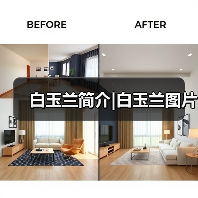 白玉兰简介|白玉兰图片