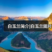 白玉兰简介|白玉兰图片(图4)