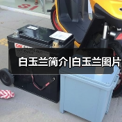 白玉兰简介|白玉兰图片(图2)