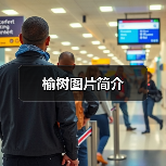 榆树图片简介(图2) 榆树图片简介(图2)