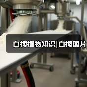 白梅植物知识|白梅图片(图2)